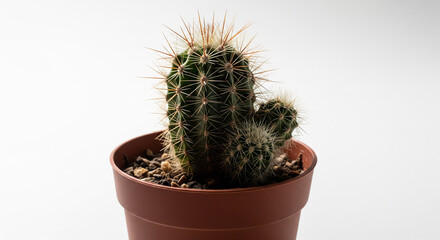Cactus in a Pot: A vibrant cactus, a symbol of resilience, thrives in a terracotta pot, representing strength, adaptability, and the beauty of nature's simple forms.
