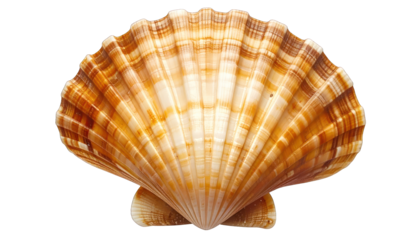 Single, textured scallop shell with radial ribs, on a transparent background