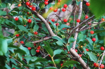 Cherries Ripe Branch Closeup View Red. Nature Garden Summer Green Leaves