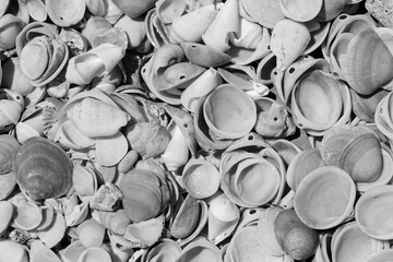 Seashells Natural Collection Topview Monochrome. Beach Texture Abstract Gray Pattern