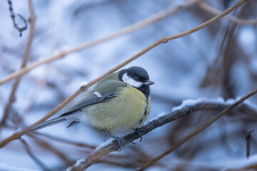 Fototapeta premium great tit parus major