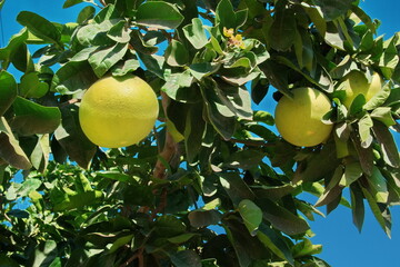 Grapefruit Tree Fresh Closeup Green. Citrus Orchard Natural Outdoor Blue