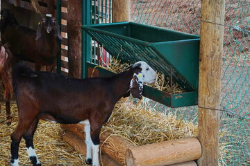 Goat Feeding Farm Sideview Natural Brown. Livestock Agriculture Rural Outdoor Green