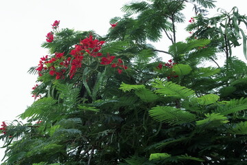 Royal Poinciana Tree Blooming Red. Upward Tropical Foliage Natural Green