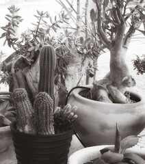 Cactus Succulent Collection Closeup Monochrome. Potted Plants Stilllife Blackwhite
