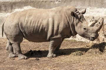 Obraz premium White rhinoceros standing in enclosure, side view wildlife portrait