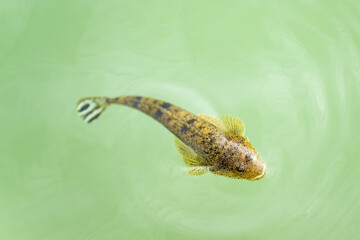 水面近くを泳ぐマゴチ