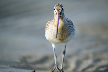 正面から見るオオソリハシシギ