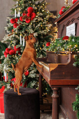 Miniature Pinscher puppy playing a Christmas piano