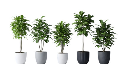 Obraz premium Set of plants isolated on transparent background