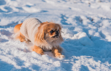 Pekingese Dog Playing in Snow on a Sunny Winter Day