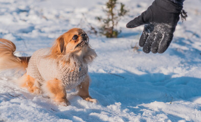 Pekingese Dog Playing in Snow on a Sunny Winter Day