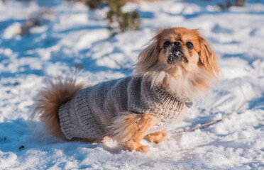 Pekingese Dog Playing in Snow on a Sunny Winter Day