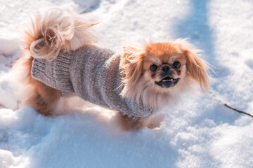 Pekingese Dog Playing in Snow on a Sunny Winter Day