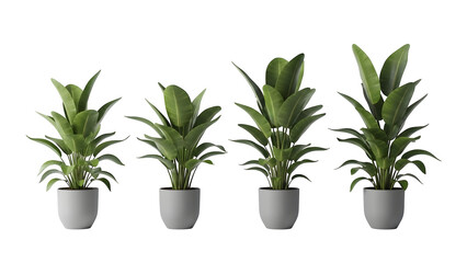 Fototapeta premium Four potted plants isolated on transparent background
