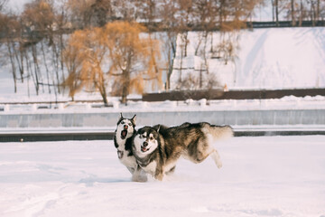 Funny Happy Siberian Husky Dog Outdoor In Snowy Park At Sunny Winter Day. Smiling Dog. Active Dogs Play In Snow. Playful Pet Outdoors At Winter Season