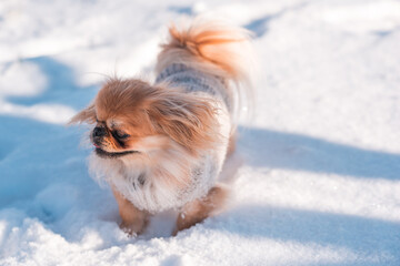Pekingese Dog Playing in Snow on a Sunny Winter Day