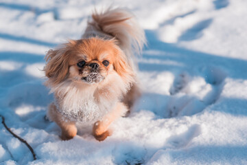 Pekingese Dog Playing in Snow on a Sunny Winter Day