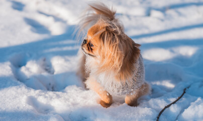 Pekingese Dog Playing in Snow on a Sunny Winter Day