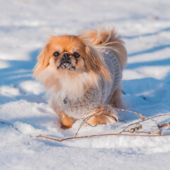 Pekingese Dog Playing in Snow on a Sunny Winter Day