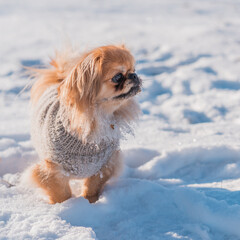 Pekingese Dog Playing in Snow on a Sunny Winter Day
