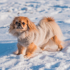 Pekingese Dog Playing in Snow on a Sunny Winter Day