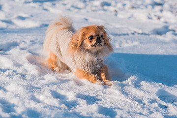 Pekingese Dog Playing in Snow on a Sunny Winter Day