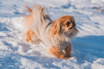 Pekingese Dog Playing in Snow on a Sunny Winter Day