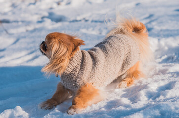 Pekingese Dog Playing in Snow on a Sunny Winter Day