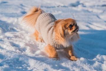 Pekingese Dog Playing in Snow on a Sunny Winter Day