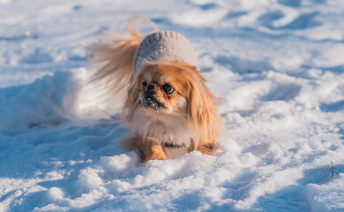 Pekingese Dog Playing in Snow on a Sunny Winter Day
