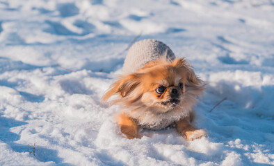 Pekingese Dog Playing in Snow on a Sunny Winter Day