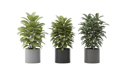 Three green plants isolated on transparent background