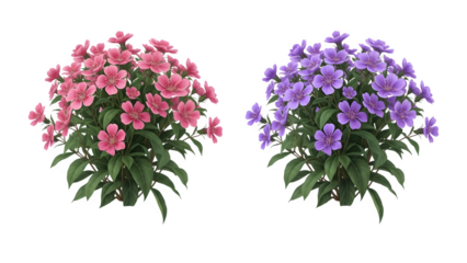 Two flowering plants isolated on transparent background with pink and purple blooms