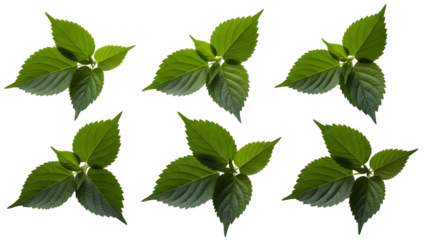 Six green leaves isolated on transparent background