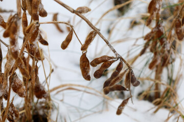 Frozen brown soybean pods covered with frost and snow in a winter field. Dry stalks of the agricultural crop withstand low temperatures during the cold season. Close-up of ripe soybeans left to winter