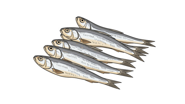 Set of six small dried silver fish also known as niboshi used as a common ingredient in Japanese cooking and soup stocks.