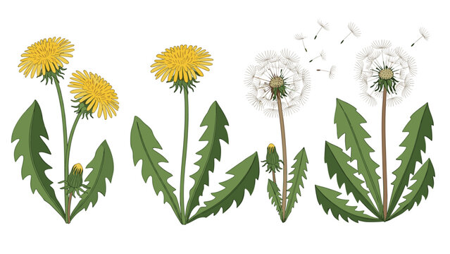 Detailed botanical illustration of dandelion plants showing yellow flowers, seed heads, leaves, and flying seeds on a white background.