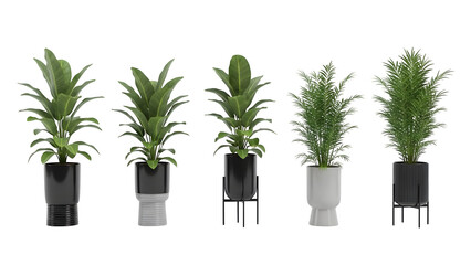Four green plants in white and black pots isolated on transparent background