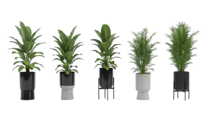 Four green plants in white and black pots isolated on transparent background
