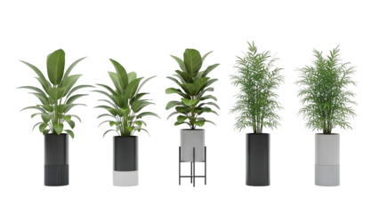 Four plants in white planters isolated on transparent background