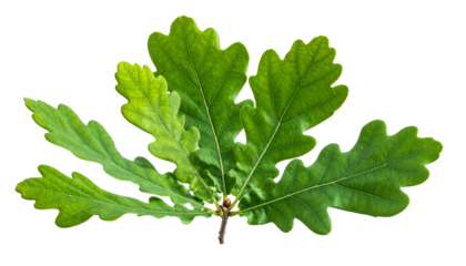 Isolated close-up of vibrant green oak leaves with textured edges, against a black backdrop