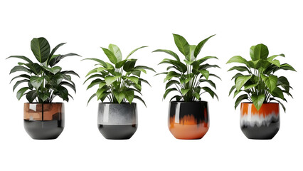 Obraz premium Four green plants in modern glass pots isolated on transparent background