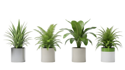 Obraz premium Four white potted plants isolated on transparent background