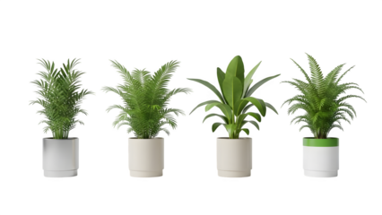 Three green plants in white pots isolated on transparent background