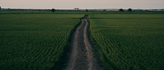 Pathway Through Verdant Fields