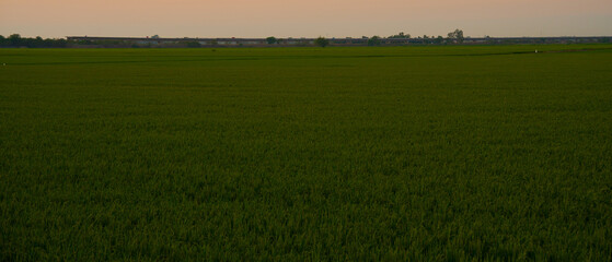 Lush Green Expanse at Dusk