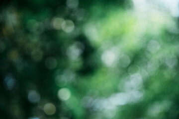 Soft Bokeh Dream