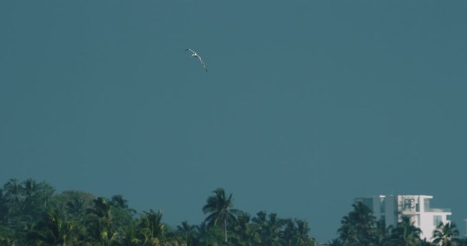 Sri Lanka, Unawatuna. Lesser crested tern bird hunting for fishes in ocean. Ocean Wave Water Foam Splashes Washing Beach. Sri Lanka Unawatuna. Lesser crested tern - Thalasseus bengalensis is a tern in