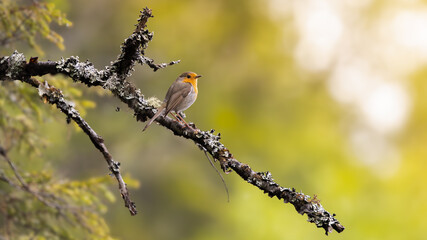 Small bird perched on mossy branch in forest